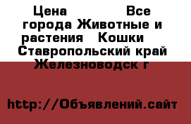 Zolton › Цена ­ 30 000 - Все города Животные и растения » Кошки   . Ставропольский край,Железноводск г.